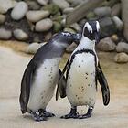 Pingouin (Discours amoureux)
